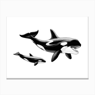 Killer Whale Canvas Print