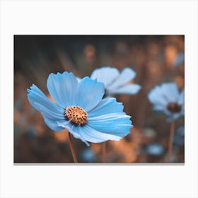 Blue Cosmos Flower Canvas Print