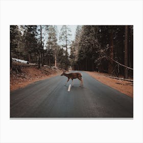 Deer Crossing Road Canvas Print