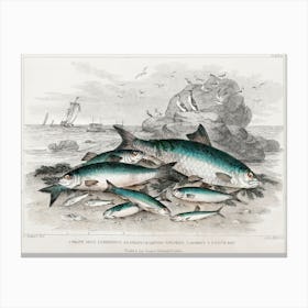 Twaite Shad, Herrings, Sprats Or Garvies, Pilchard, Anchovy, And White Bait, Oliver Goldsmith Canvas Print