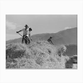 Untitled Photo, Possibly Related To Threshing Wheat, Taos County, New Mexico By Russell Lee Canvas Print