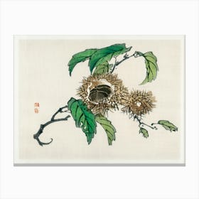 Chestnut, Kōno Bairei Canvas Print