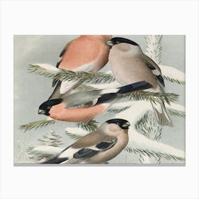 Four Finches 1 Canvas Print