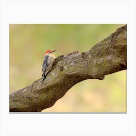 Red-bellied woodpecker Canvas Print