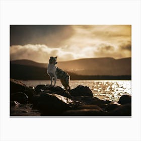 Australian Shepherd Standing On Rocks At Sunrise- Scotland Highland UK dog photo print - moody animal photography Canvas Print