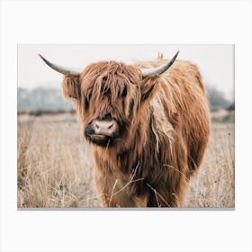 Rustic Highland Cow Canvas Print