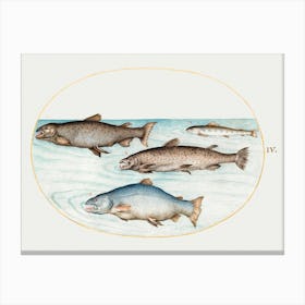 Four Salmon (1575–1580), Joris Hoefnagel Canvas Print