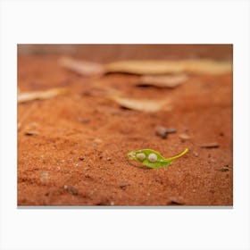 Green Leaf With White Fungus On The Ground Canvas Print