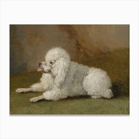 Portrait Of A Poodle, Jakob Philipp Hackert Canvas Print