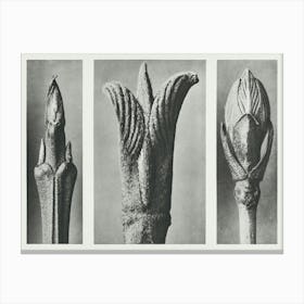 Cornus Brachypoda Shoot, Cornus Pubescens Leaf Bud And Viburnum Leaf Bud (1928), Karl Blossfeldt Canvas Print