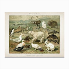 Vintage Meyers 4 Arktische Fauna Canvas Print