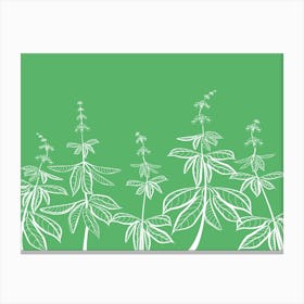 Drawing Of Basil Leaves And Flowers In White On Green Spices Canvas Print