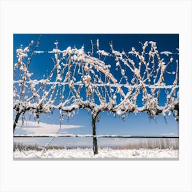 Unitltled 23 - Snow in the Vineyard Series Canvas Print