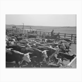 Cattle In Corral After Branding, Roundup Near Marfa, Texas By Russell Lee Canvas Print