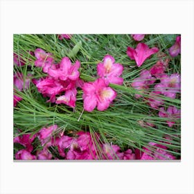 Pink rhododendron flowers in the green grass Canvas Print