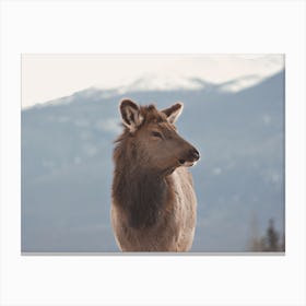 Elk Looking To The Right Canvas Print