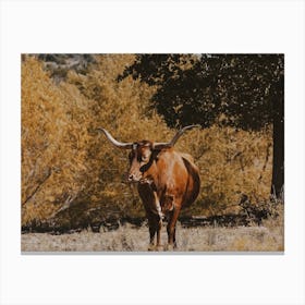 Longhorn Cow Canvas Print