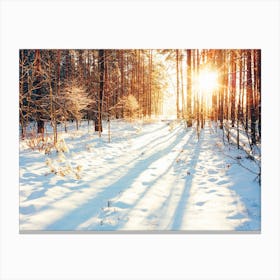 Winter Sun In The Forest Canvas Print