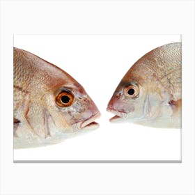 Two Fish Facing Each Other Canvas Print