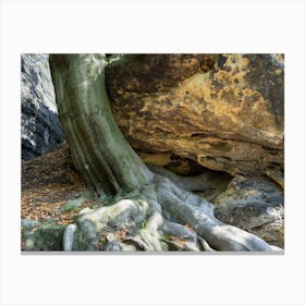 Tree with strong roots in the Elbe Sandstone Mountains Canvas Print