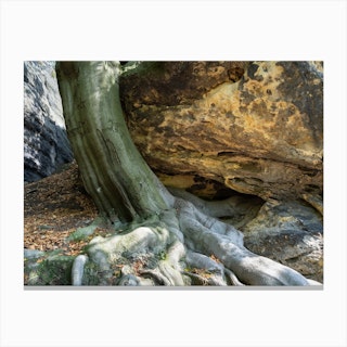 Tree with strong roots in the Elbe Sandstone Mountains Canvas Print