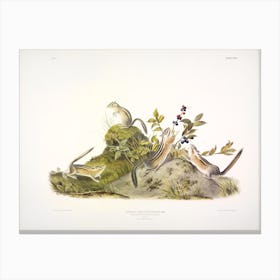 Four Striped Ground Squirrel, John James Audubon Canvas Print