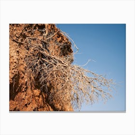 Natural Roots // Ibiza Nature & Travel Photography Canvas Print