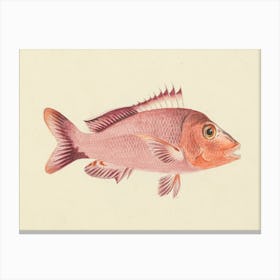 Unidentified Fish, Luigi Balugani 7 Canvas Print