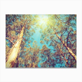 Eucalyptus Trees Canvas Print