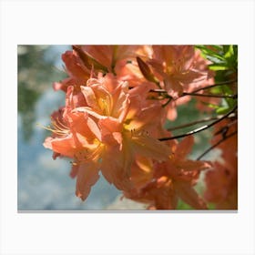 Blooming Rhododendron by the pond Canvas Print