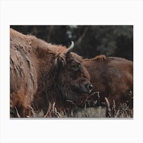 Moody Bison Canvas Print