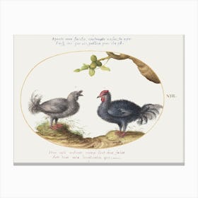 Two Curly Gray Chickens (1575–1580), Joris Hoefnagel Canvas Print