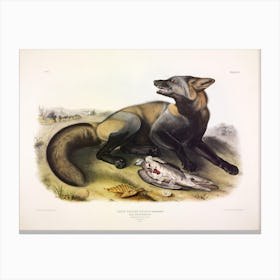 American Cross Fox, John James Audubon Canvas Print