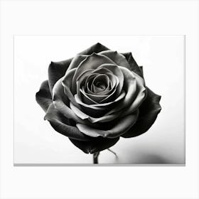 Black And White Rose 1 Canvas Print