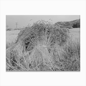 Barley In The Shock, Whitman County, Washington By Russell Lee Canvas Print