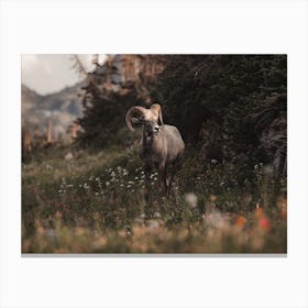Bighorn Sheep In Wildflowers Canvas Print