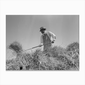 Worker Pitching Bundles Of Rice Near Crowley, Louisiana By Russell Lee Canvas Print