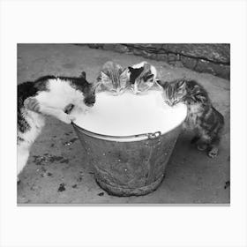 Cats Drinking Milk Vintage Black and White Photo Canvas Print