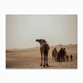 Follow the Caravan of Camels- Al Wathba Abu Dhabi UAE photo print - moody animal photography art Art Print Canvas Print