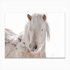 Neutral Winter Horse Canvas Print