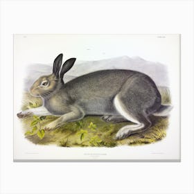 Polar Hare, John James Audubon Canvas Print