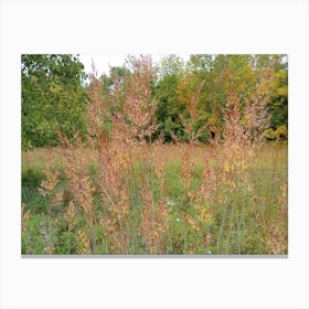 Tall Grasses 1 Canvas Print