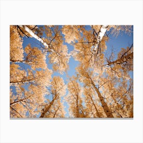 Colorado Aspens Canvas Print