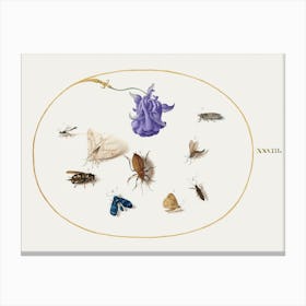 Moth And Butterfly With Other Insects And A Columbine Flower (1575–1580), Joris Hoefnagel Canvas Print
