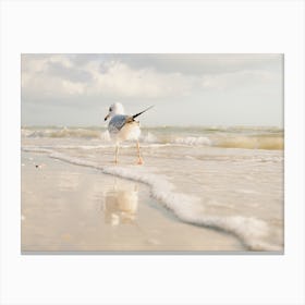 Seagull In Ocean Canvas Print