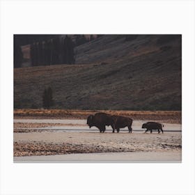 Bison River Landscape Canvas Print