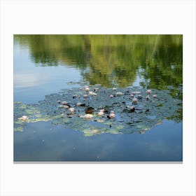 Water lilies and reflection in the calm water Canvas Print