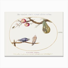 Two Doves Beneath A Gourd And Apples, Joris Hoefnagel Canvas Print