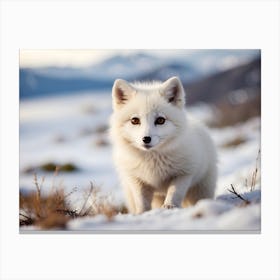 Arctic Fox 1 Canvas Print