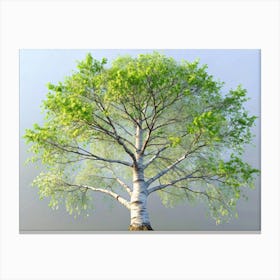 Birch Tree With White Bark And Green Leaves Canvas Print